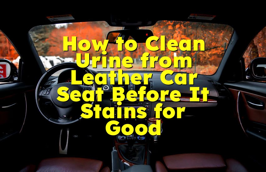 How to Clean Urine from Leather Car Seat Before It Stains for Good