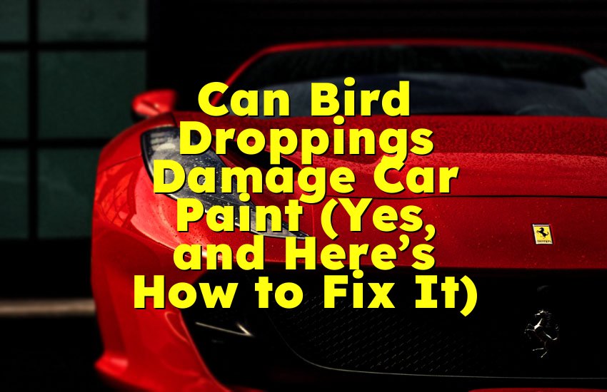Can Bird Droppings Damage Car Paint (Yes, and Here’s How to Fix It)